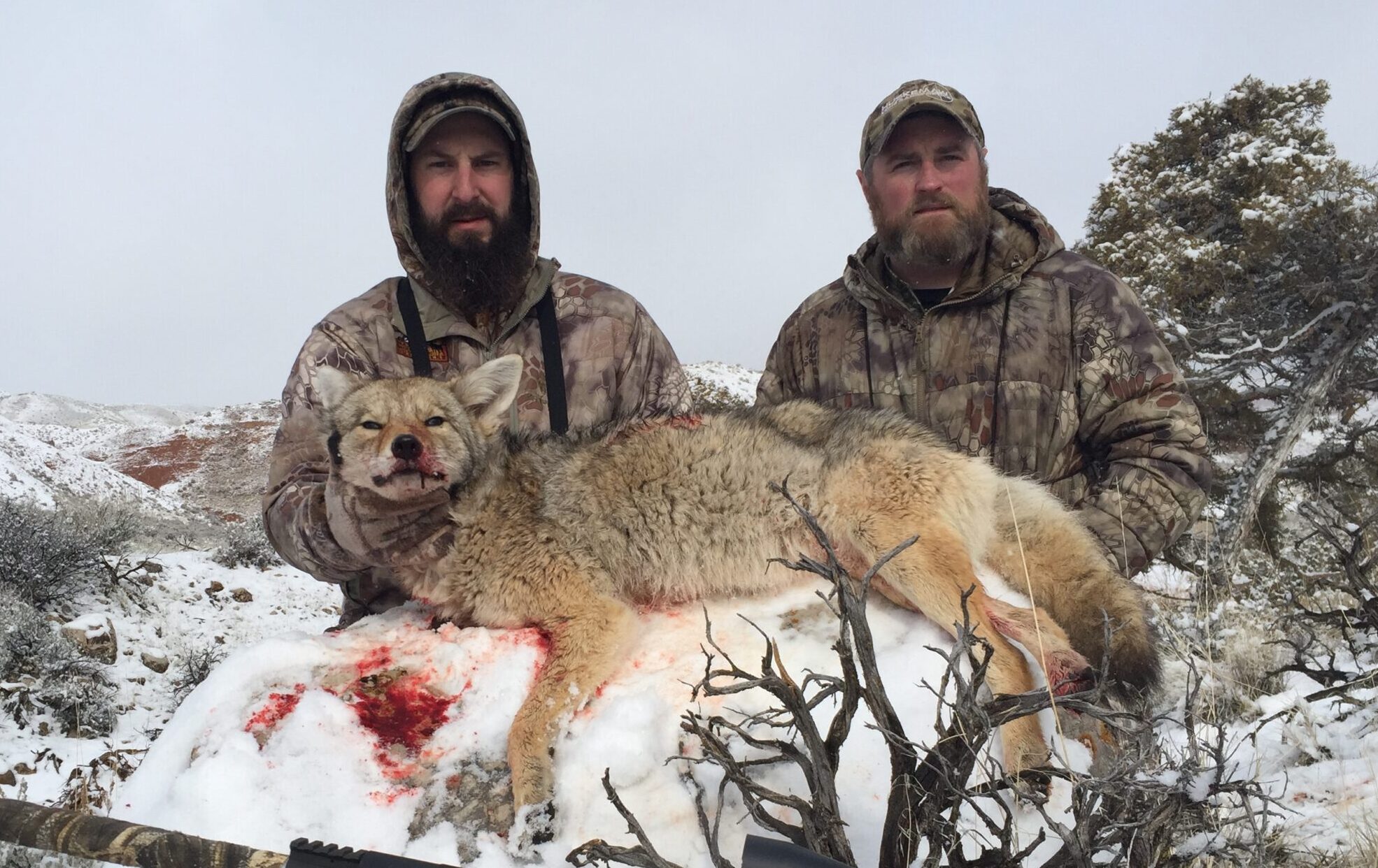 Wind Calling Predators Predator calling - Last Call Outfitters Waterfowl Hunting